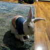 casper_the_rabbit8