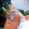 piegon007