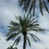 shehabali902