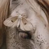 tullip_12