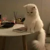 sa6_ss