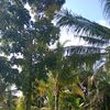renwaelah2