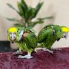 birds.hasa