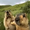 cauberachviec