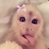 gia_2trippy