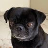 Tanababypug