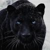 tiger65707