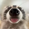 sleepy.raccoon._