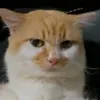 okiatruong