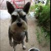 someretartedassdog