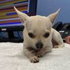 bennythechihuahua