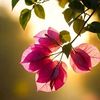 ghulamfiza_here6