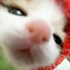 suci.chan0