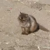 junior_ziga