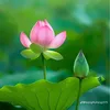 phamduylinh217