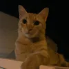 simbapedra