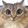 vimgle