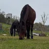 equeejess