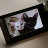 iitaif_5