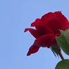 basheerhasan24