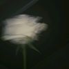 user523071274