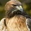 mohamedaltaib02