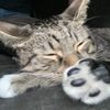 ilovemycat02118