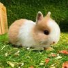 cutepetlittlerabbit7