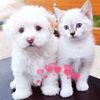 healing pet