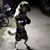 ciku1_ciku1