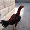 mehmettekler4