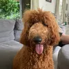 cocobear023
