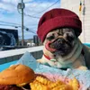 pugchamp__