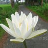 milon.murmu01