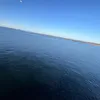 skibbidycum1011