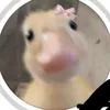 co6danhghenhaynhatvutru