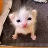 pa._.cutie