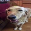 doggoinnahato