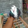 ppramadanma
