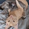 skrunkle_kittty