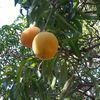 mango87613
