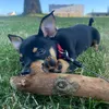 pinschermixmila