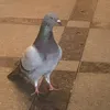 hato_esa