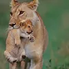 sanamehdisana1984gmail.c