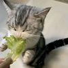 sm00th.strawbery