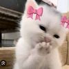 moinuddin.sajal