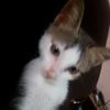 deltah_1