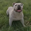 bulldoggirl