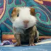 guineapiggy84