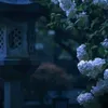 hydrangea5